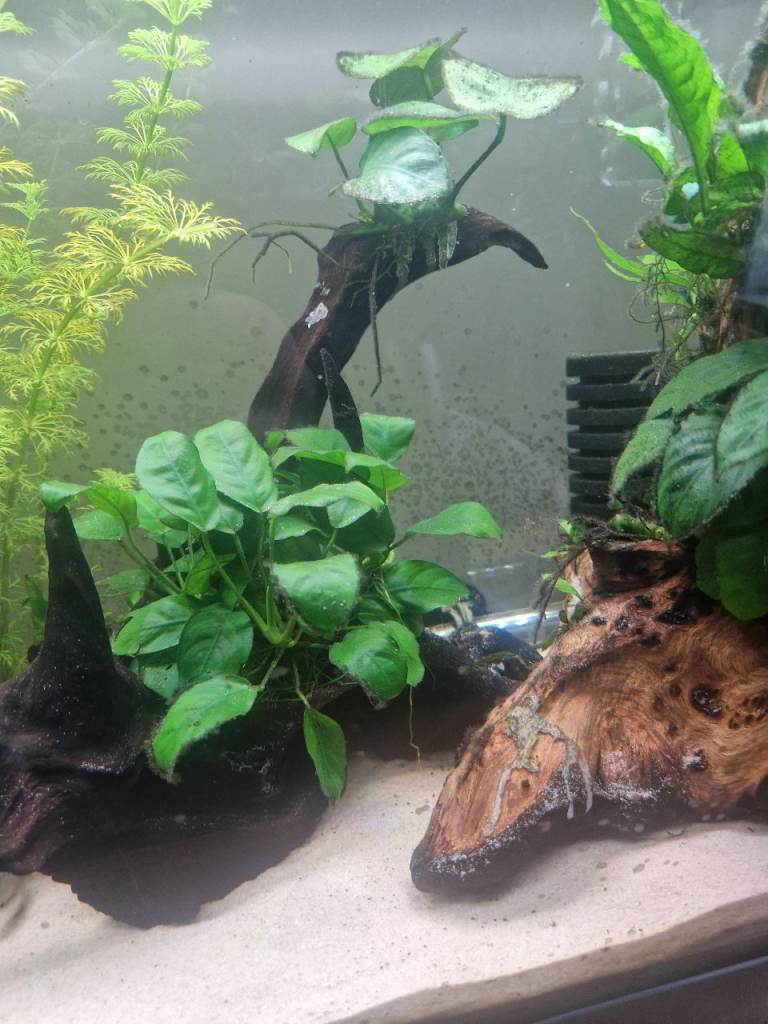 Bogwood with live plant attached