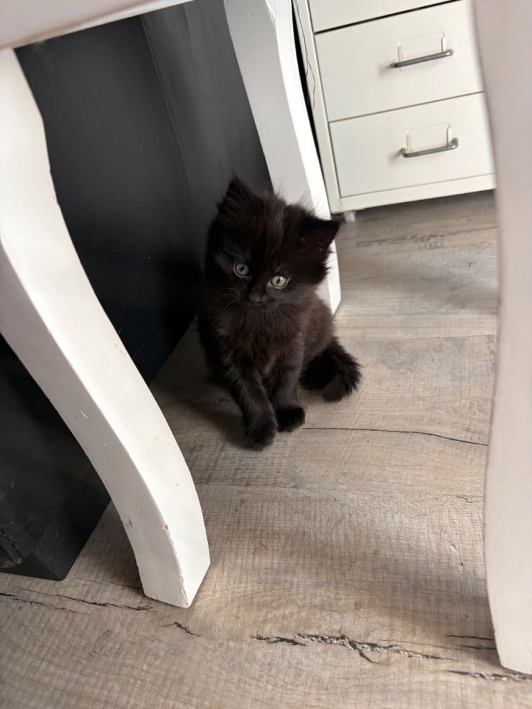 2 Black female kittens for sale called Fluffy