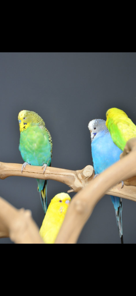 Adult Budgies £20, baby Budgies £25, Cockatiels £80