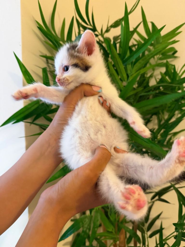 Beautiful Male kitten 8weeks old