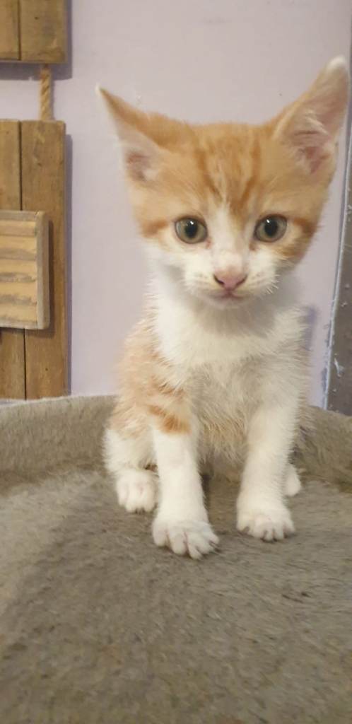 Kittens looking for forever home 