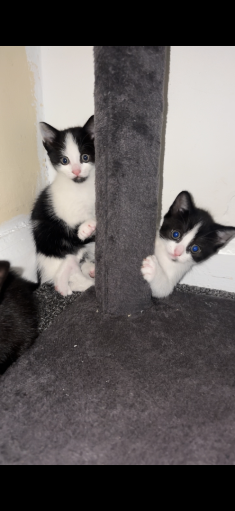 3 gorgeous kittens 