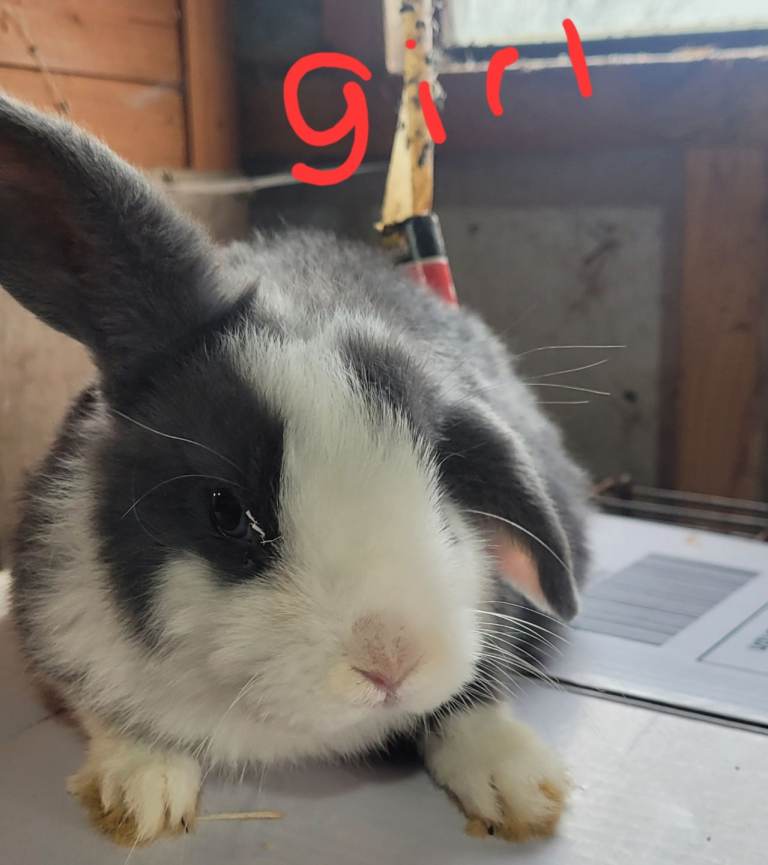 Mini lop rabbits ready now 