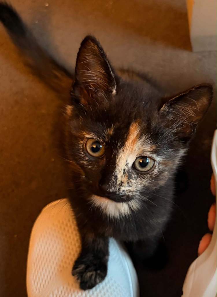 Two lovely individual kittens looking for a forever home