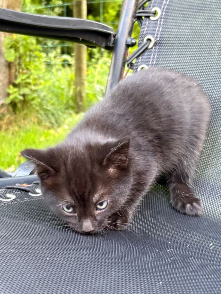 Kittens 8 weeks old 