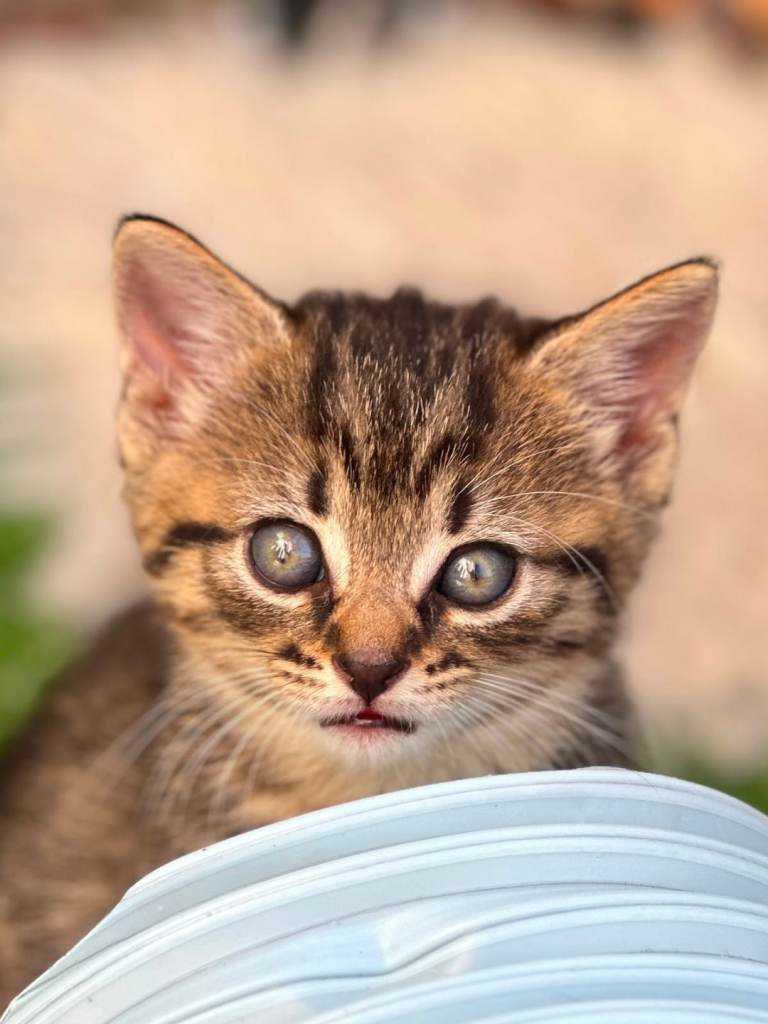 Tabby  kittens for sale 
