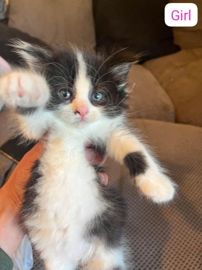 Black and white kittens looking for new home