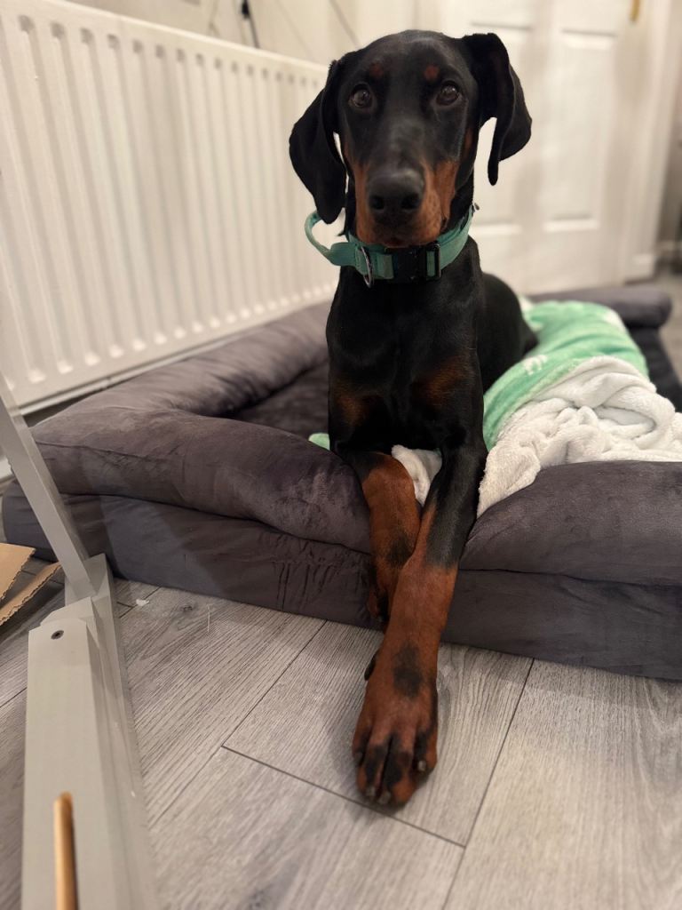 Doberman female