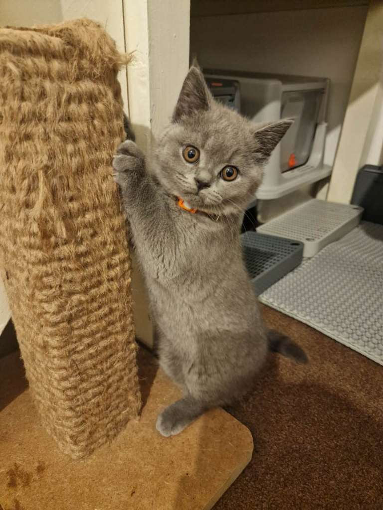 British Shorthair Kittens Looking for Loving Homes! 