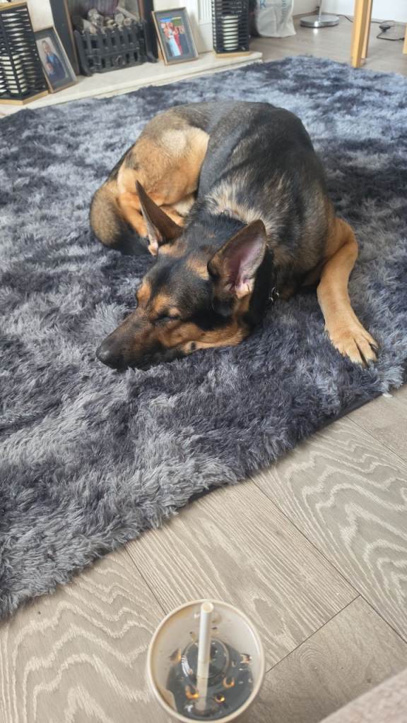 German shepherd to a good home 