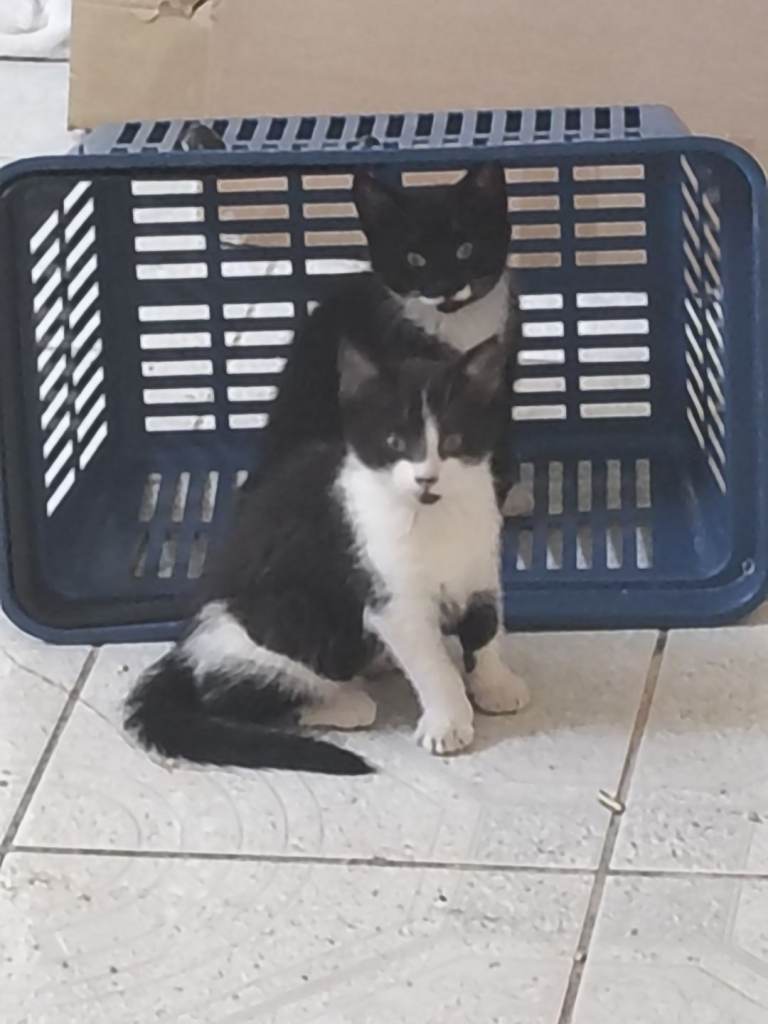 Kittens in Barking 
