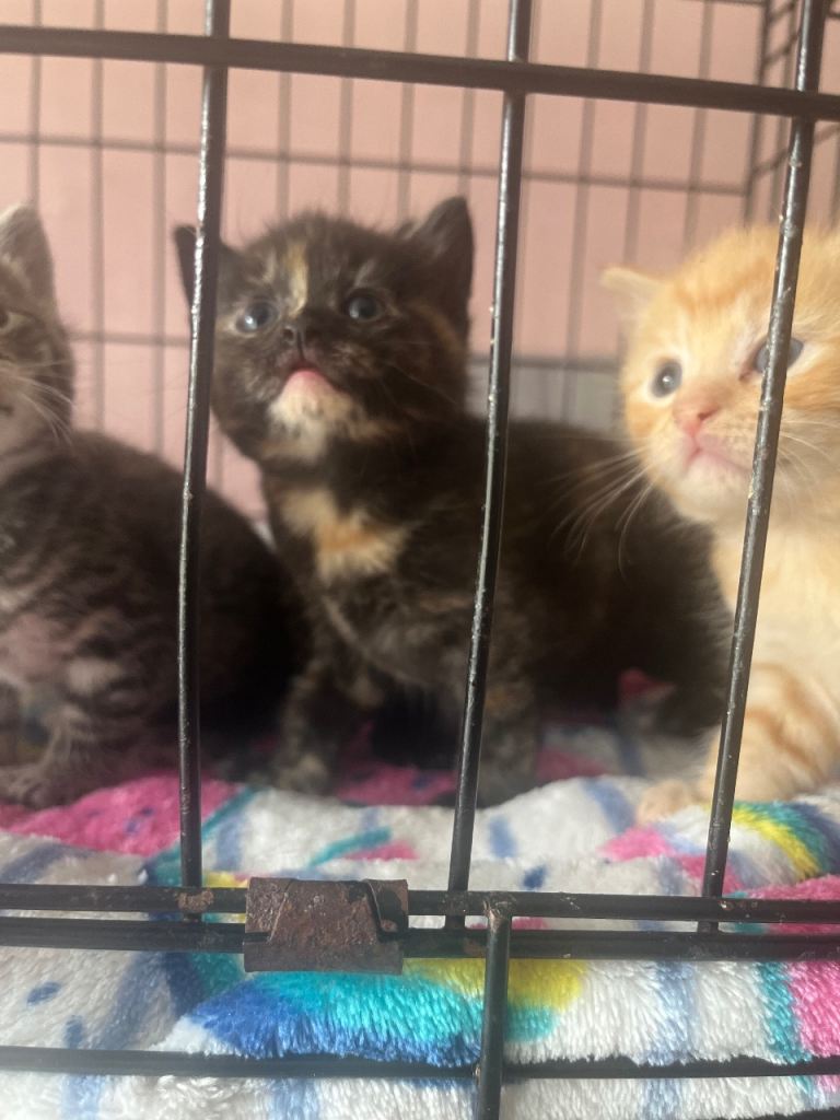 4 kittens bengal x