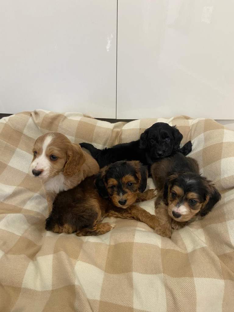 Show type Cockapoo puppies 