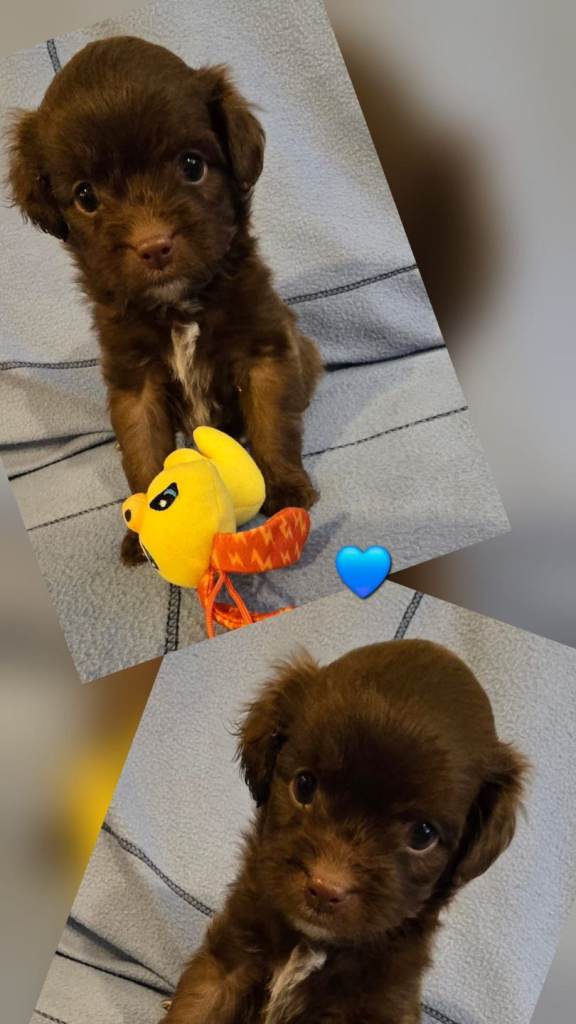 Poopomchi Puppies 