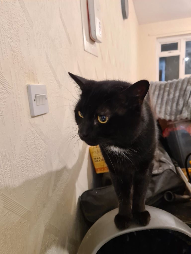 x1 Adult Male Indoor Only Cat for Rehoming