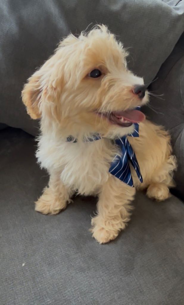 🌟🌟 last beautiful cavapoo boy 🌟🌟