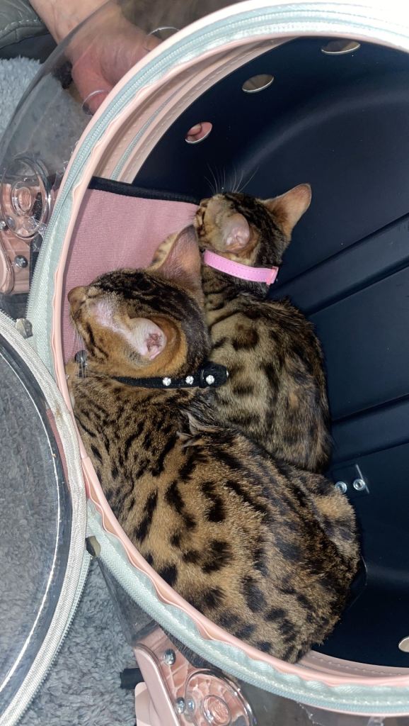 Bengal kittens 