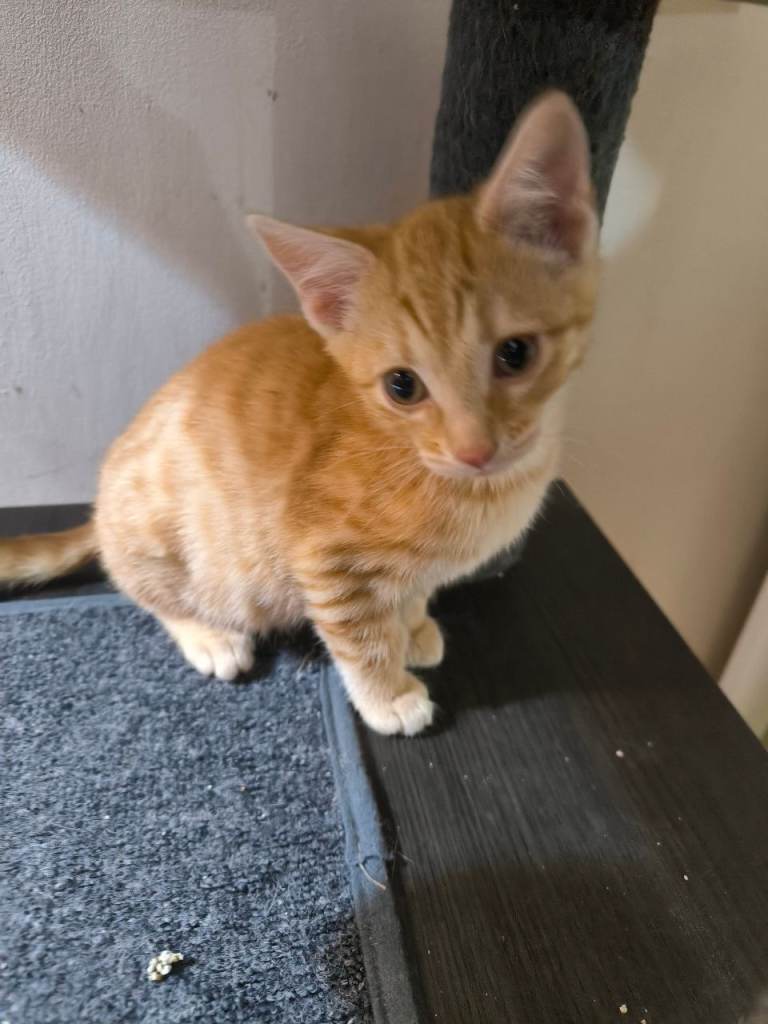 2 beautiful ginger spotted kittens