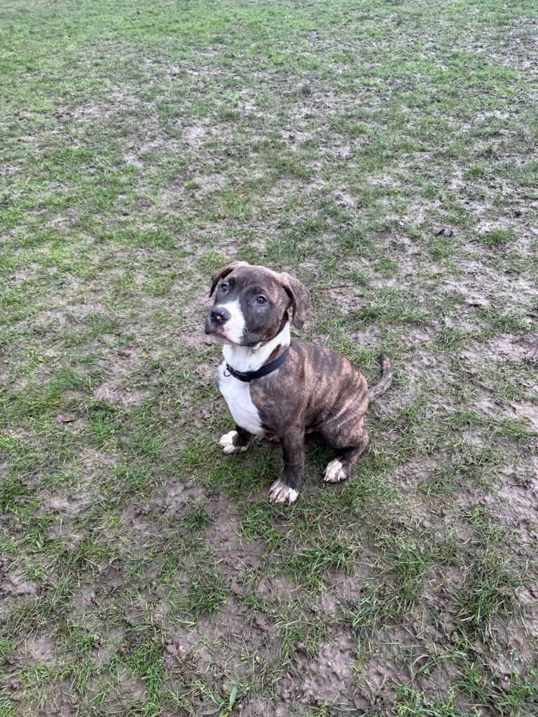 Cane corsa cross boxer