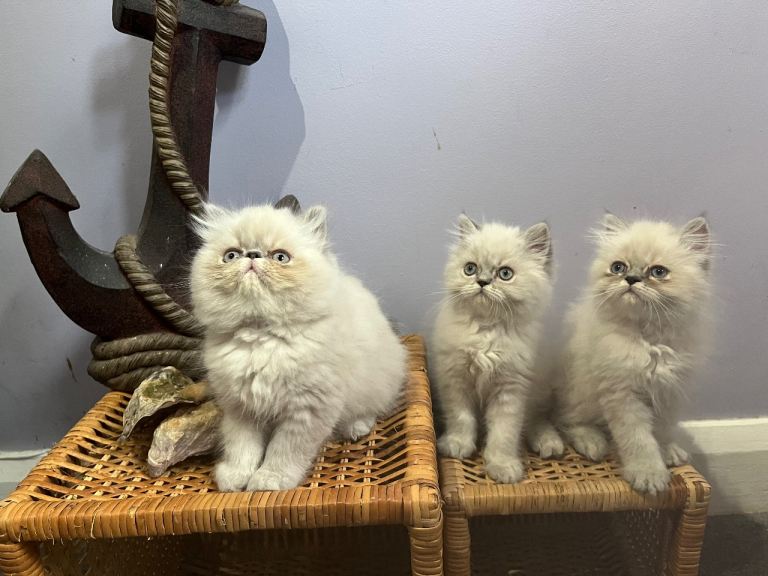Ready Now. Colourpoint Persian kittens (boys only). 1st vacs, health check.  BR3 