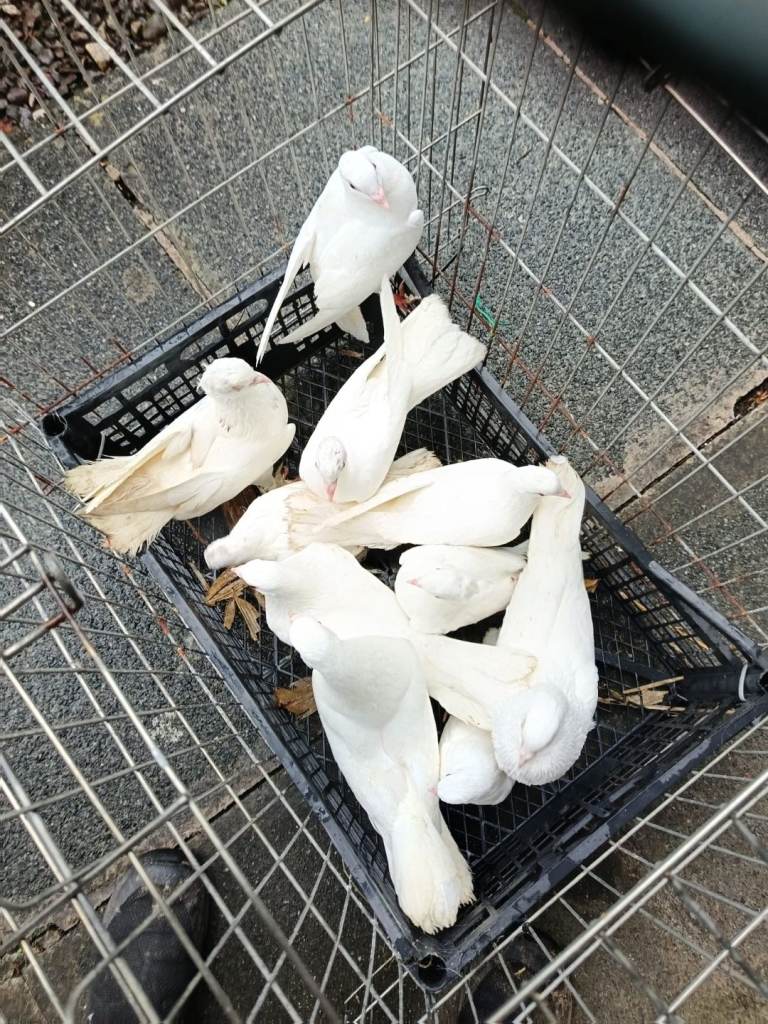 Pigeons for sale
