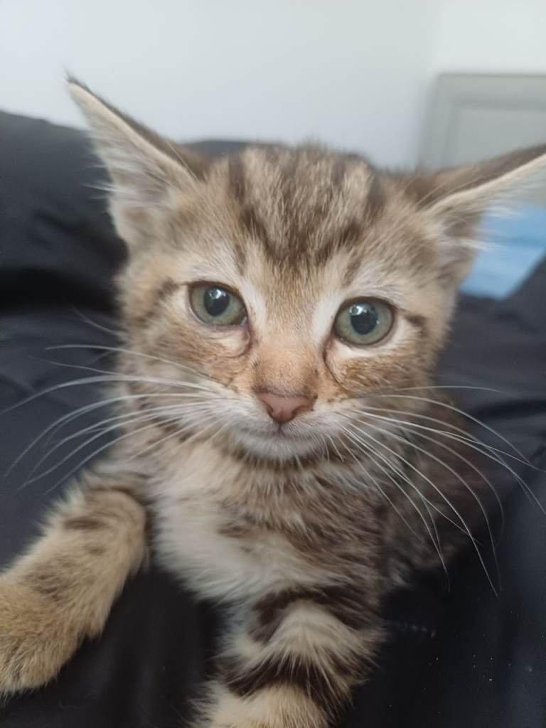 Kitten for sale 