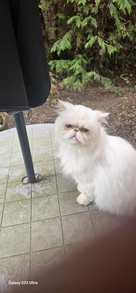 Persian cat 
