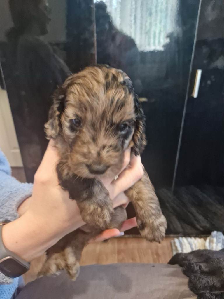 Cockapoo puppies 