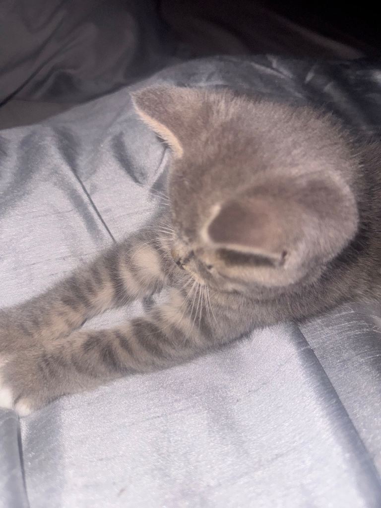 British shorthair kitten 