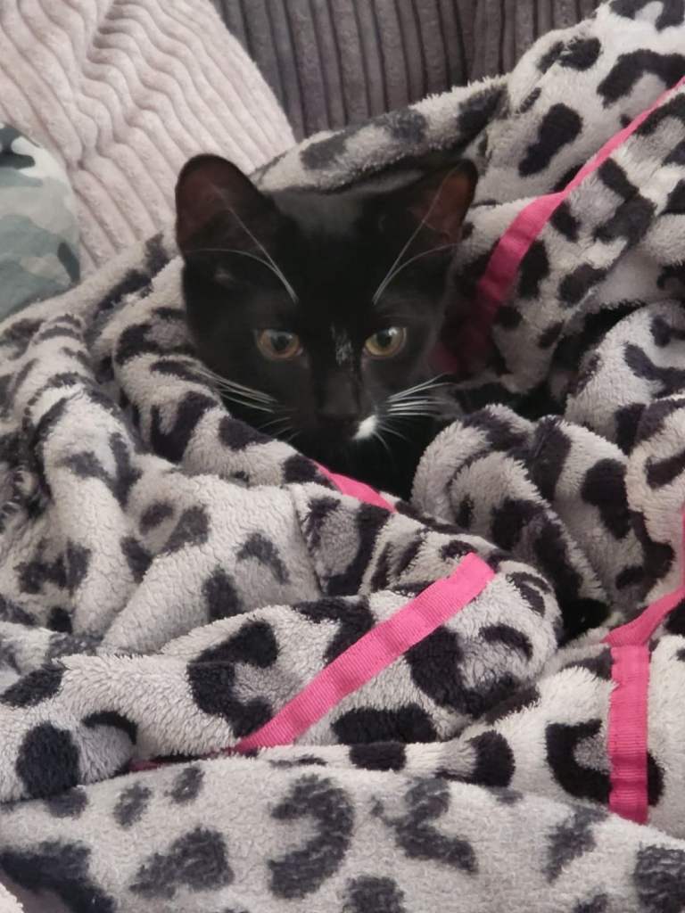 Angel 2 yr old female