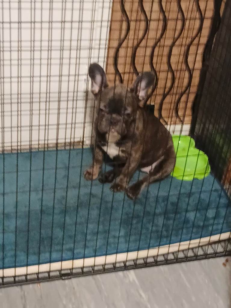 French bulldog puppy