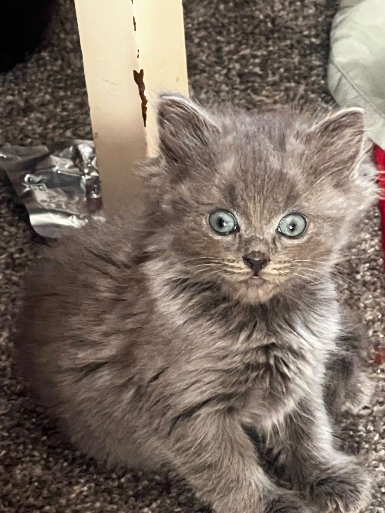 Persian kittens 