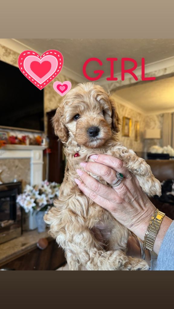 Cavapoos for sale 