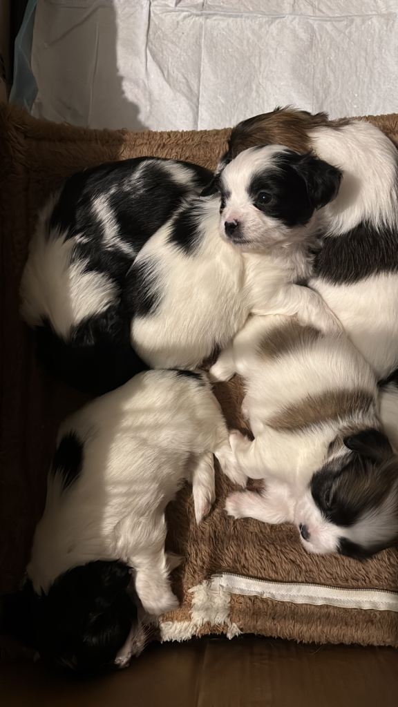 Zuchon Puppys For Sale