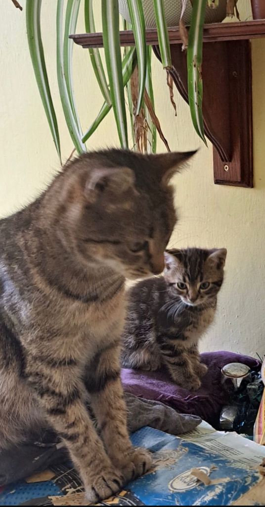 The last  healthy kitten looking for a forever home 