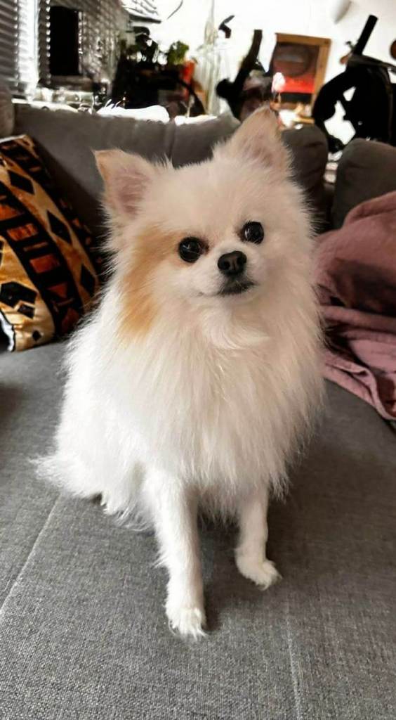 Male Pomeranian, 4 years old, looking for a loving new home.