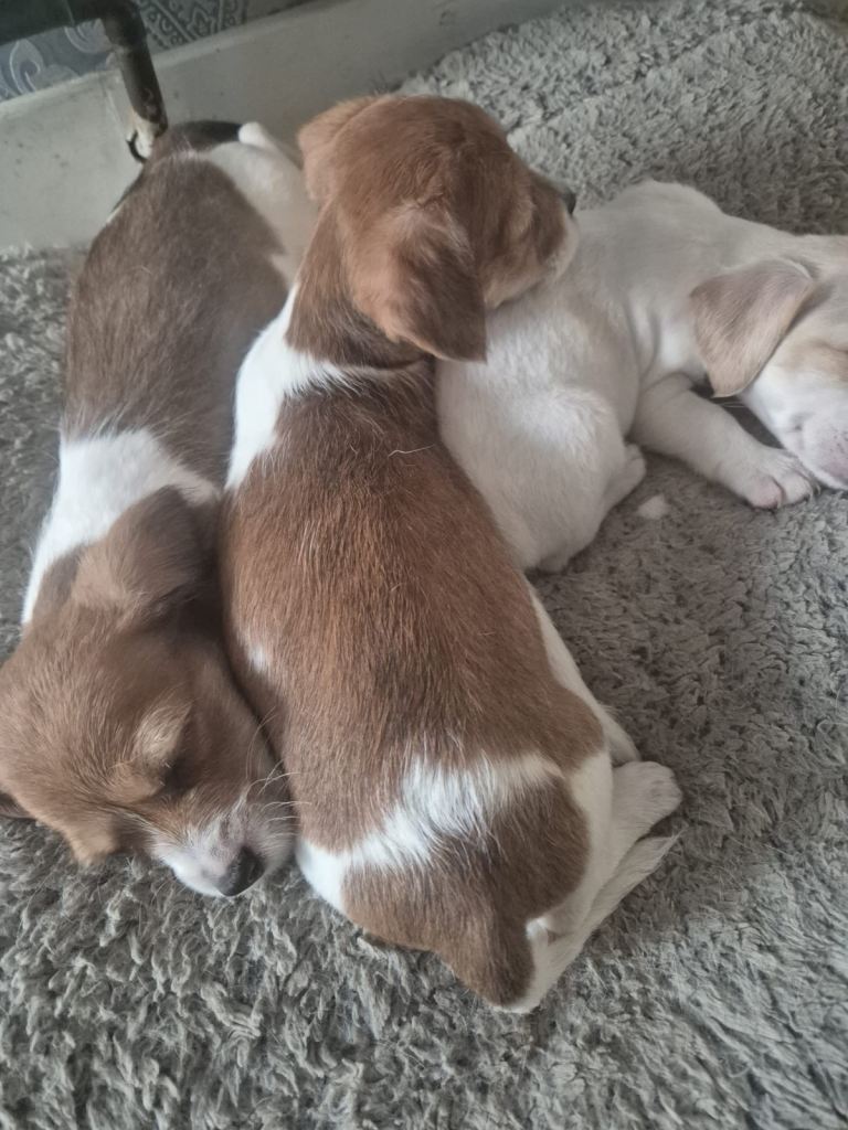 Jack Russell x pups