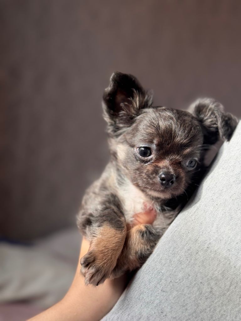 Tiny Blue Chihuahua Longhair Boy 