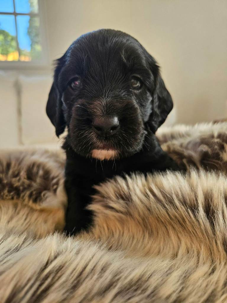 Sprocker spaniels for sale