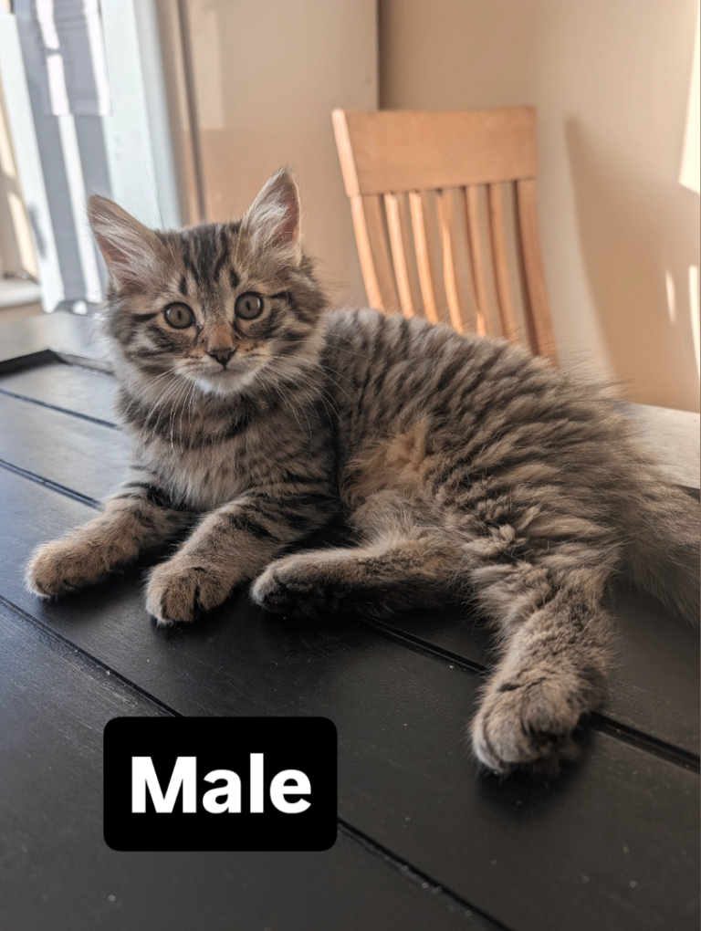 Tabby Kittens 