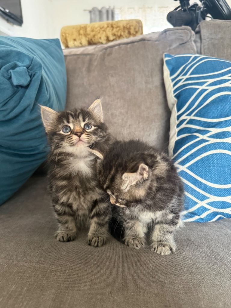 Fluffy tabby kittens