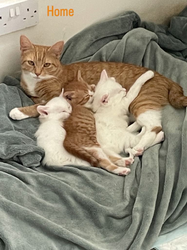 3 Adorable Kittens for Sale