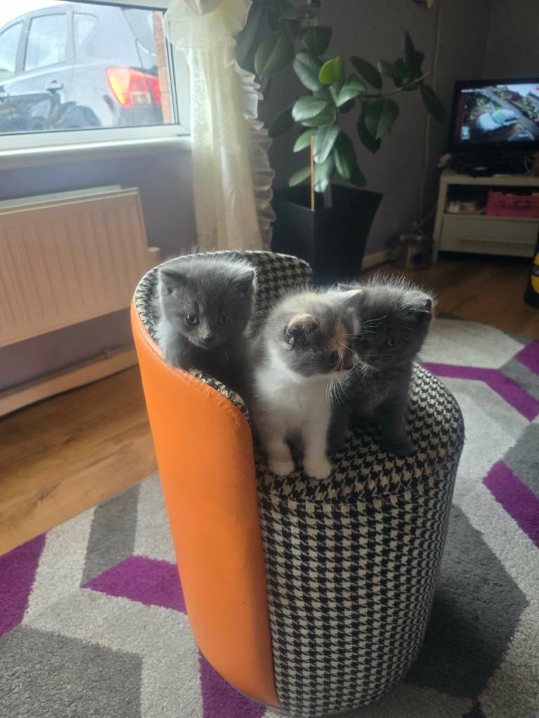 Kitens