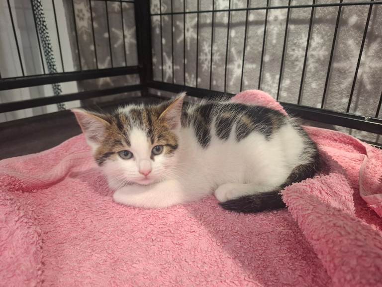 Kittens vaccinated ready now