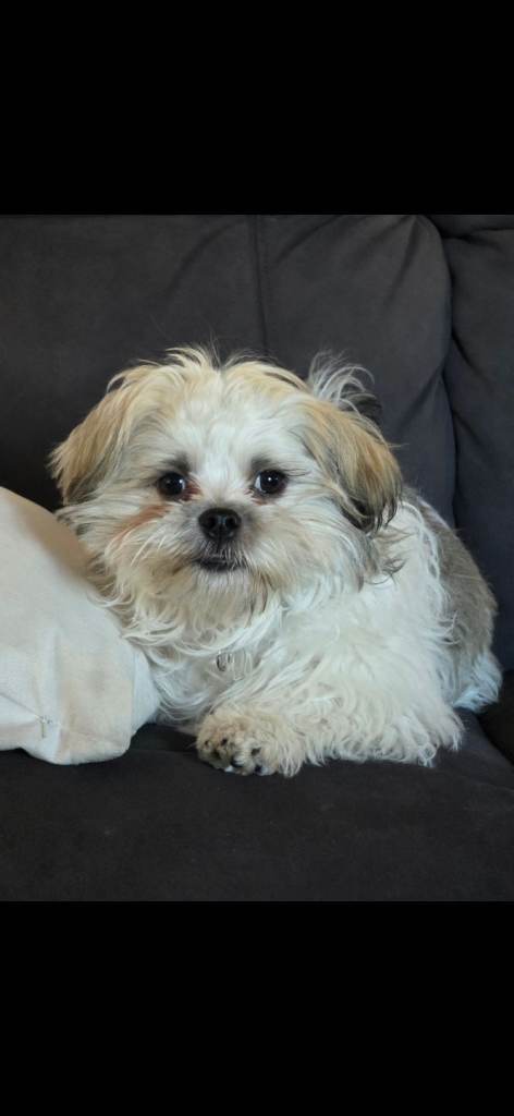 Shih tzu for sale