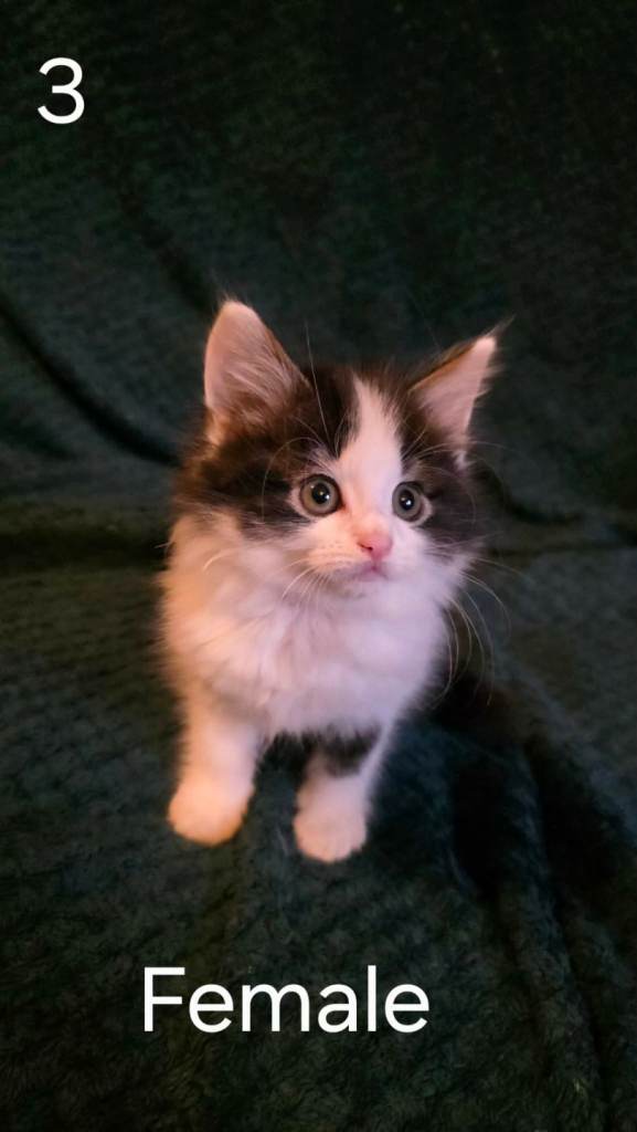 🐾 Lovely Kittens Looking for Responsible Homes 🐾