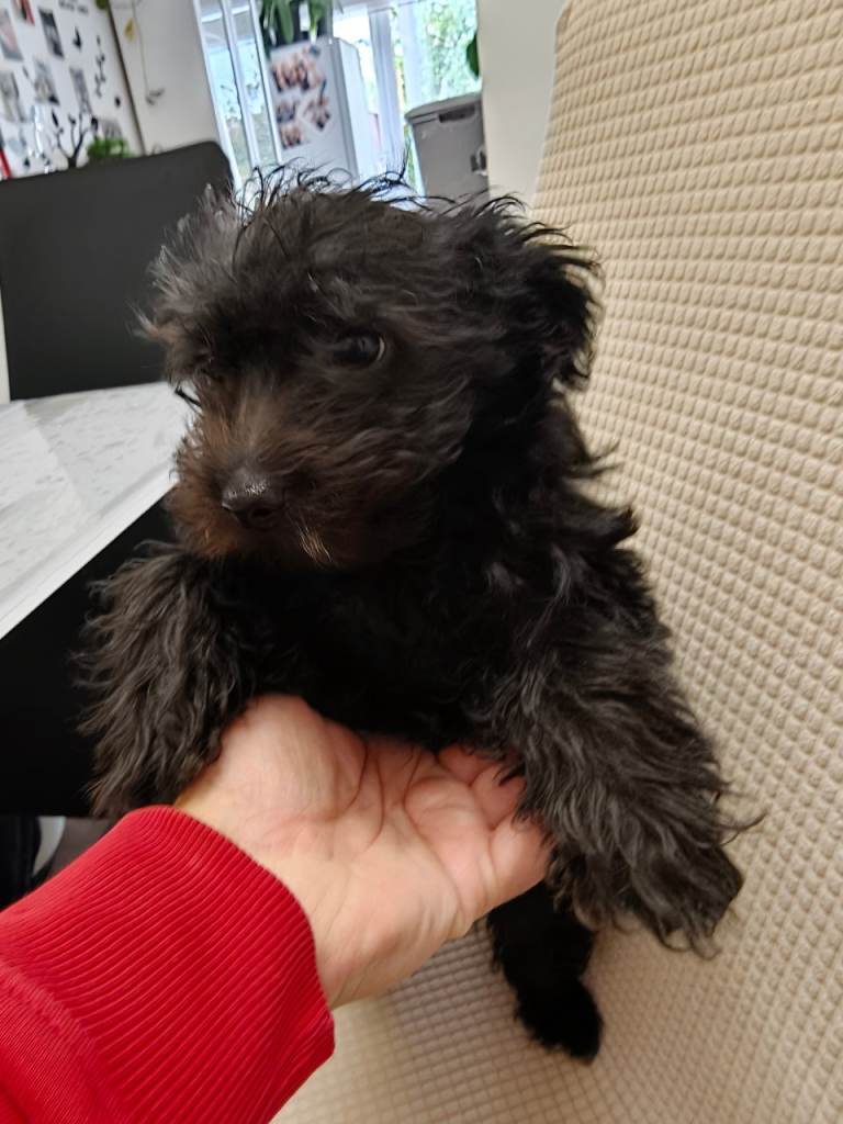 Yorkshire terrier puppy 