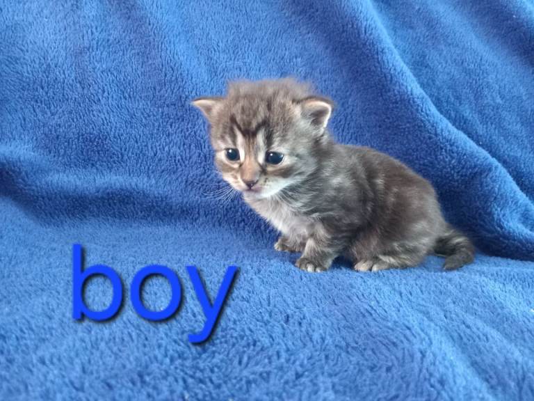 Lovely kittens for lovely home 