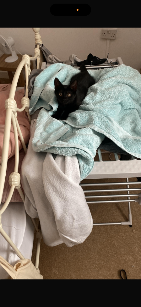 Beautiful black kitten 