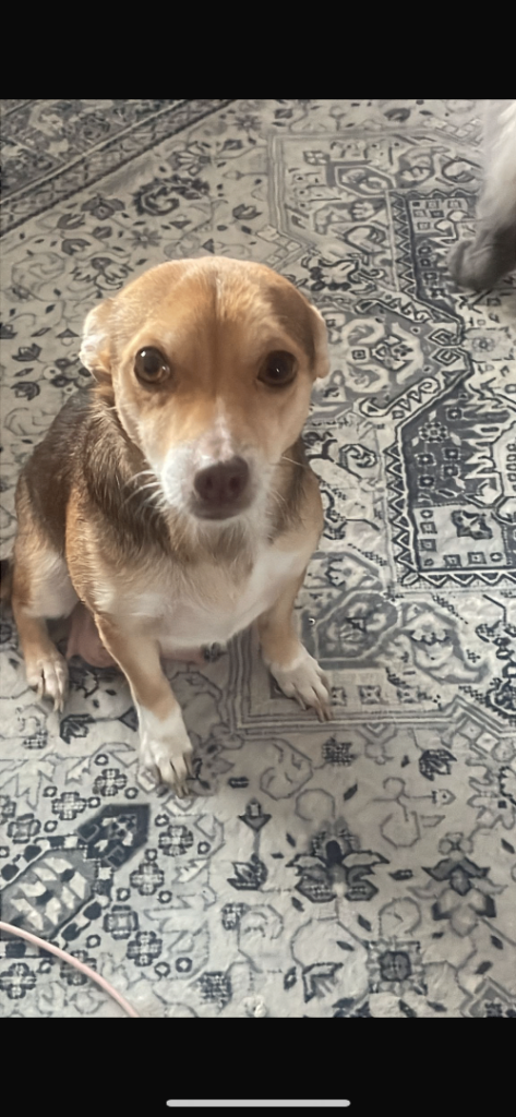 Gorgeous jack russel cross chihuahua female puppy 